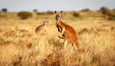 Βίντεο: Καγκουρό με κλοτσιά καράτε διαλύει κούκλα του Halloween σε κήπο στην Αυστραλία