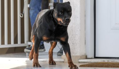 Καλαμάτα: Βίντεο ντοκουμέντο από την στιγμή που το ροτβάιλερ κατασπαράζει τον 76χρονο – Σκληρές εικόνες