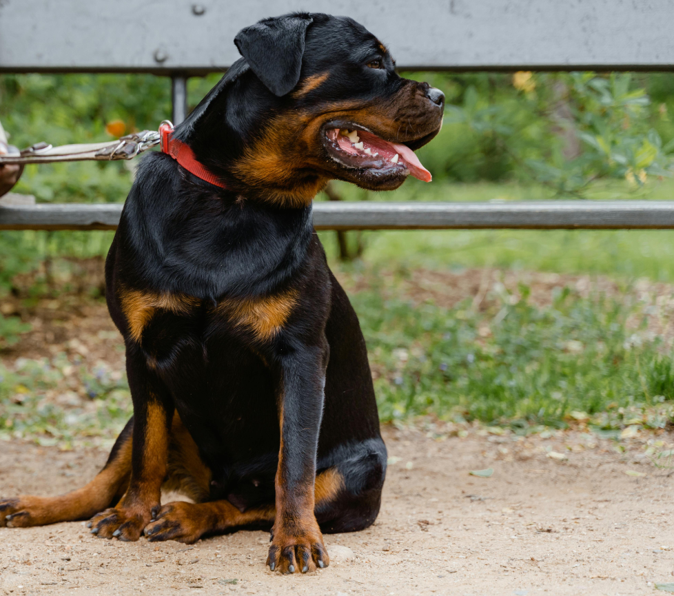 Καλαμάτα: Αστυνομικοί σκότωσαν  ροτβάιλερ για να σώσουν άνδρα που του είχε επιτεθεί