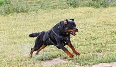 Καλαμάτα: Πώς έγινε η επίθεση του ροτβάιλερ στον 76χρονο ιδιοκτήτη του – Νοσηλεύεται σε σοβαρή κατάσταση
