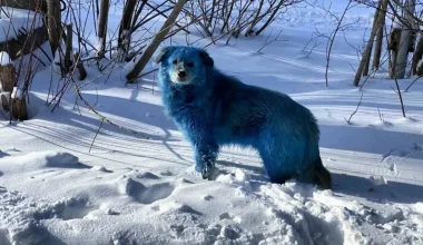 Οι μπλε σκύλοι του Τσερνόμπιλ δημιούργησαν πολλές ανησυχίες: Είναι δυνατόν να είναι προϊόν μετάλλαξης;