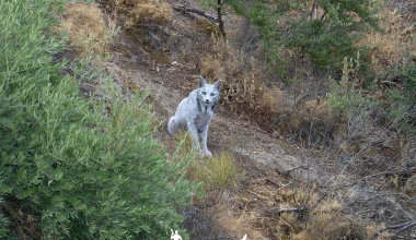 Εντυπωσιακό: Για πρώτη φορά καταγράφηκε στην κάμερα ο θρυλικός ιβηρικός λίγκας – Δείτε βίντεο