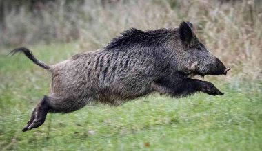 Αγριογούρουνο «εισέβαλε» σε σούπερ μάρκετ στη Γαλλία: Δείτε βίντεο