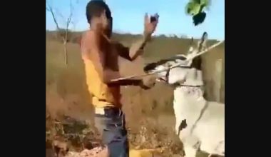 Άνδρας χαστουκίζει το γαϊδούρι του και βρίσκει τον «δάσκαλό» του – Δείτε βίντεο