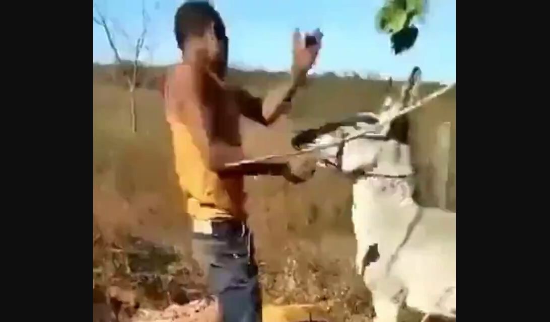 Άνδρας χαστουκίζει το γαϊδούρι του και βρίσκει τον «δάσκαλό» του – Δείτε βίντεο