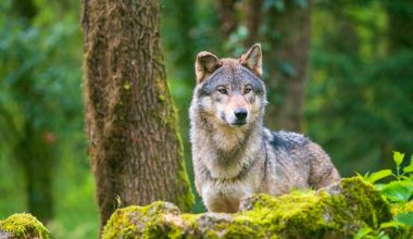 Αναστάτωση στη Μεγάλη Παναγία της Χαλκιδικής μετά την εμφάνιση λύκου – Δείτε βίντεο
