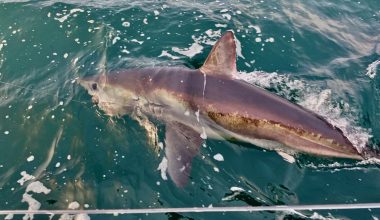 Σκωτία: Ξεβράστηκε καρχαρίας μήκους 4,38 μέτρων στην ακτή κοντά στο Ινβερνές