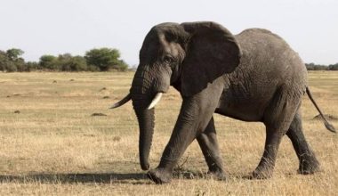 Άγριοι ελέφαντες επιτέθηκαν σε 43χρονο στη Μαλαισία: Του έσπασαν τα πόδια & επέστρεψαν τη νύχτα για να τον σκοτώσουν