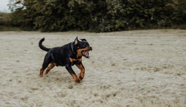 Επίθεση ροτβάιλερ σε 76χρονο στην Καλαμάτα: Eκπαιδευτής σκύλων εξηγεί τι μπορεί να την προκάλεσε