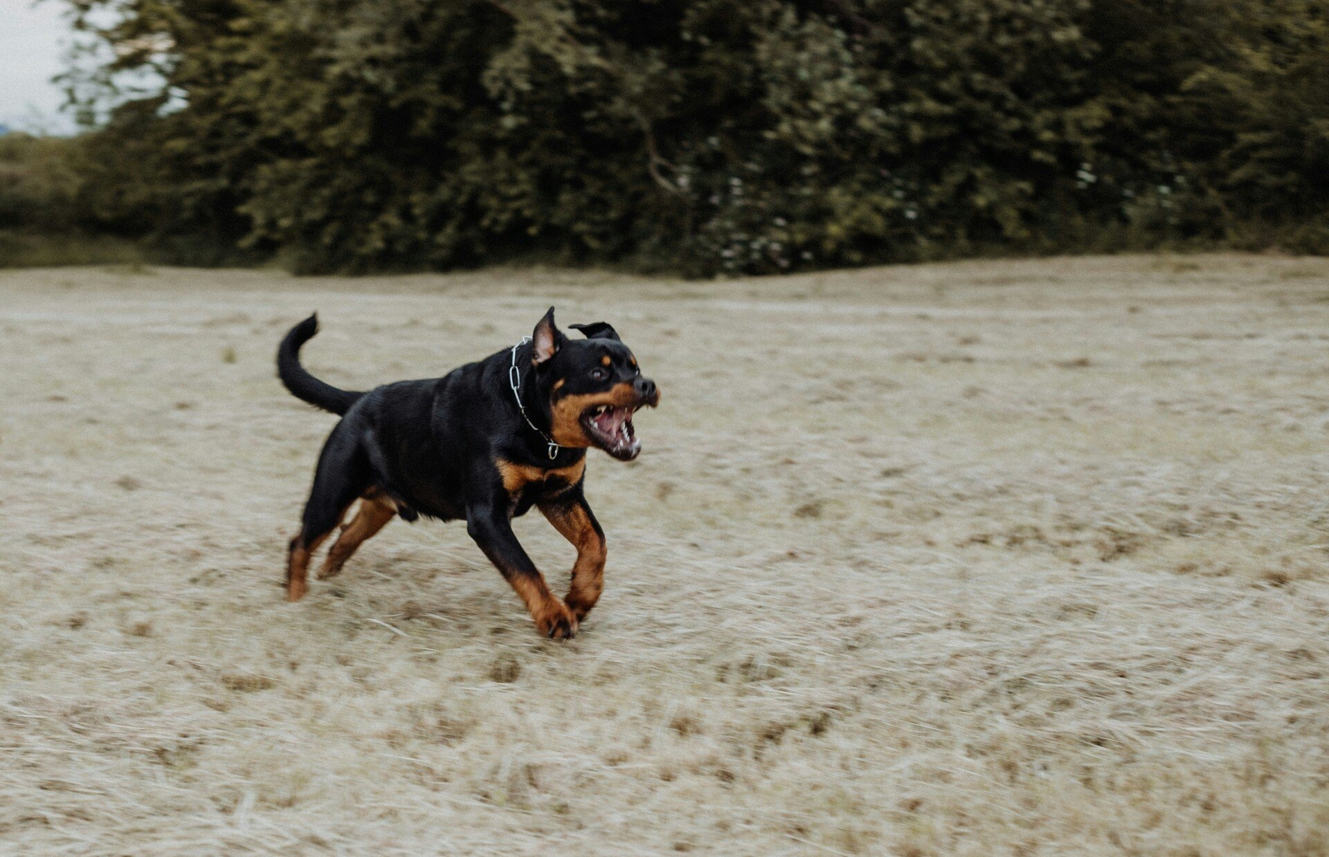 Επίθεση ροτβάιλερ σε 76χρονο στην Καλαμάτα: Eκπαιδευτής σκύλων εξηγεί τι μπορεί να την προκάλεσε