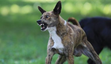 Ερέτρια: Θύμα άγριας επίθεσης από αδέσποτα σκυλιά έπεσε 25χρονος (φωτο)