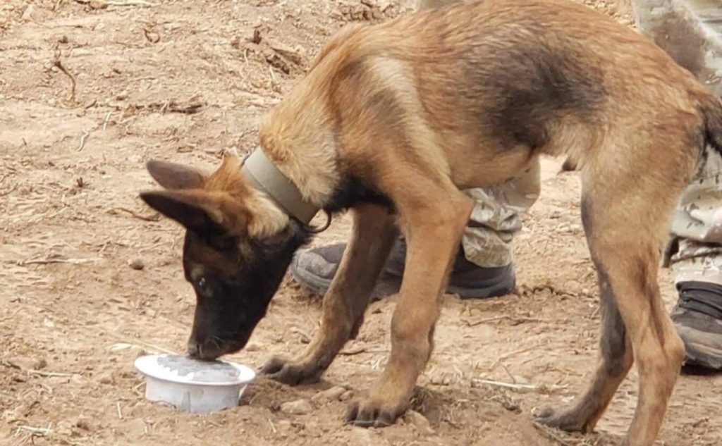 Πέθανε ο σκύλος Echo: Είχε συμμετάσχει στην έρευνα του Β.Καλογήρου και του Μπάμπη Κούτσικου – Τι αναφέρει η Anubis