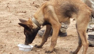 Πέθανε ο σκύλος Echo: Είχε συμμετάσχει στην έρευνα του Β.Καλογήρου και του Μπάμπη Κούτσικου – Τι αναφέρει η Anubis