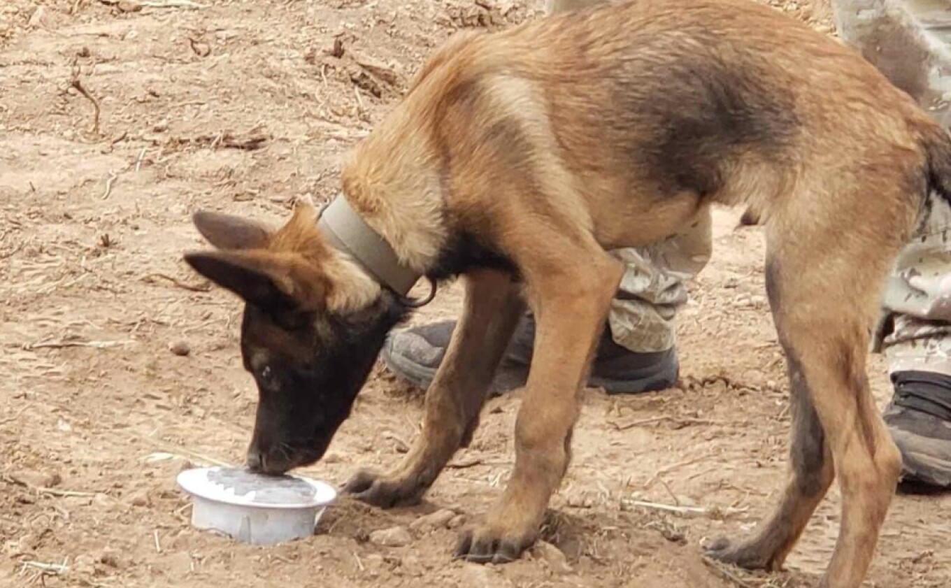 Πέθανε ο σκύλος Echo: Είχε συμμετάσχει στην έρευνα του Β.Καλογήρου και του Μπάμπη Κούτσικου – Τι αναφέρει η Anubis