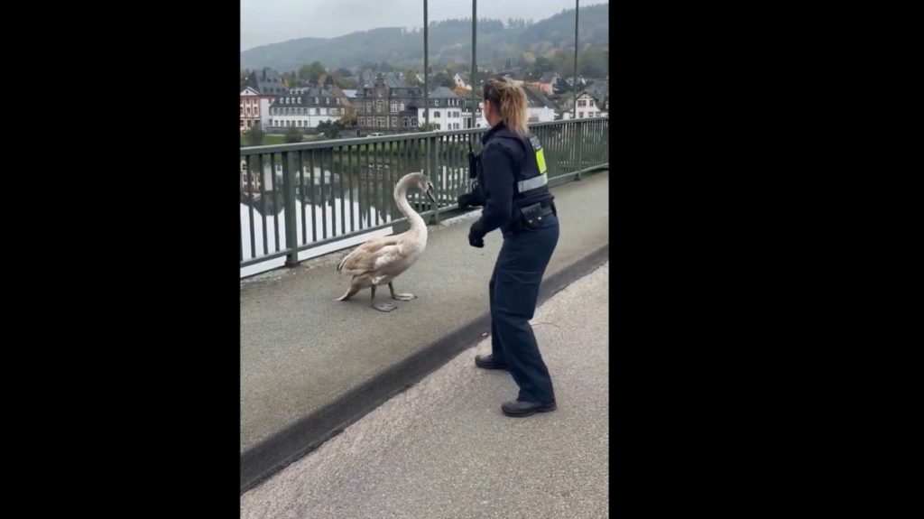 Γερμανίδα αστυνομικός πήρε στο κυνήγι έναν κύκνο για να τον «συλλάβει» – Δείτε βίντεο