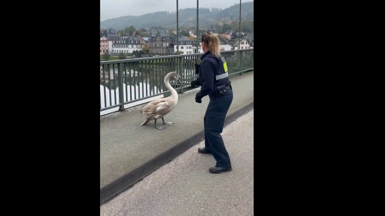 Γερμανίδα αστυνομικός πήρε στο κυνήγι έναν κύκνο για να τον «συλλάβει» – Δείτε βίντεο