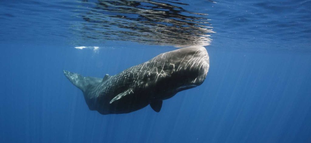 Εντυπωσιακό: Φάλαινα φυσητήρας έπιασε γιγάντιο καλαμάρι σε βάθος 800 μέτρων και το «επιδείκνυε» ως τρόπαιο (βίντεο)