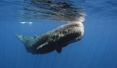 Εντυπωσιακό: Φάλαινα φυσητήρας έπιασε γιγάντιο καλαμάρι σε βάθος 800 μέτρων και το «επιδείκνυε» ως τρόπαιο (βίντεο)