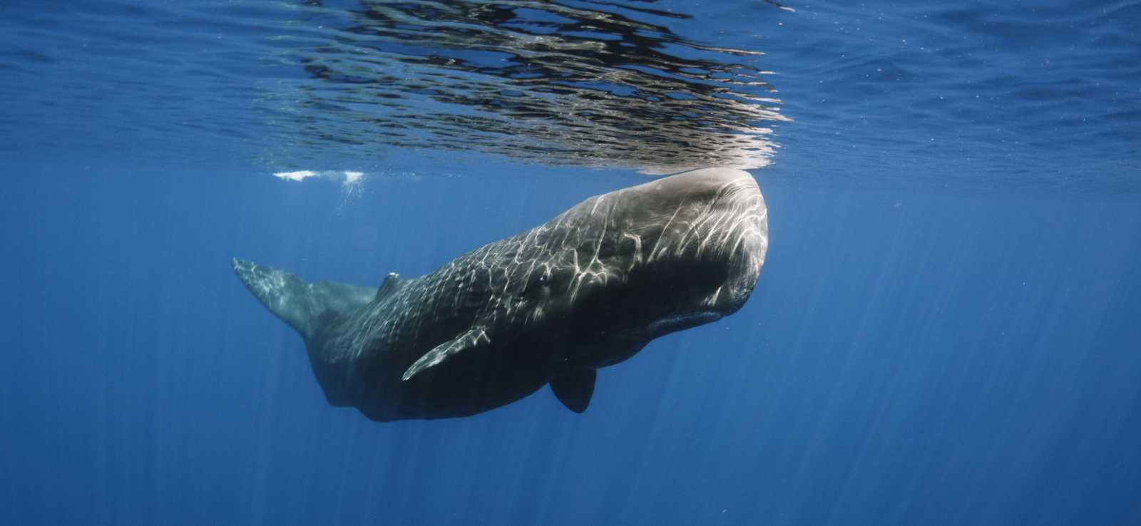 Εντυπωσιακό: Φάλαινα φυσητήρας έπιασε γιγάντιο καλαμάρι σε βάθος 800 μέτρων και το «επιδείκνυε» ως τρόπαιο (βίντεο)