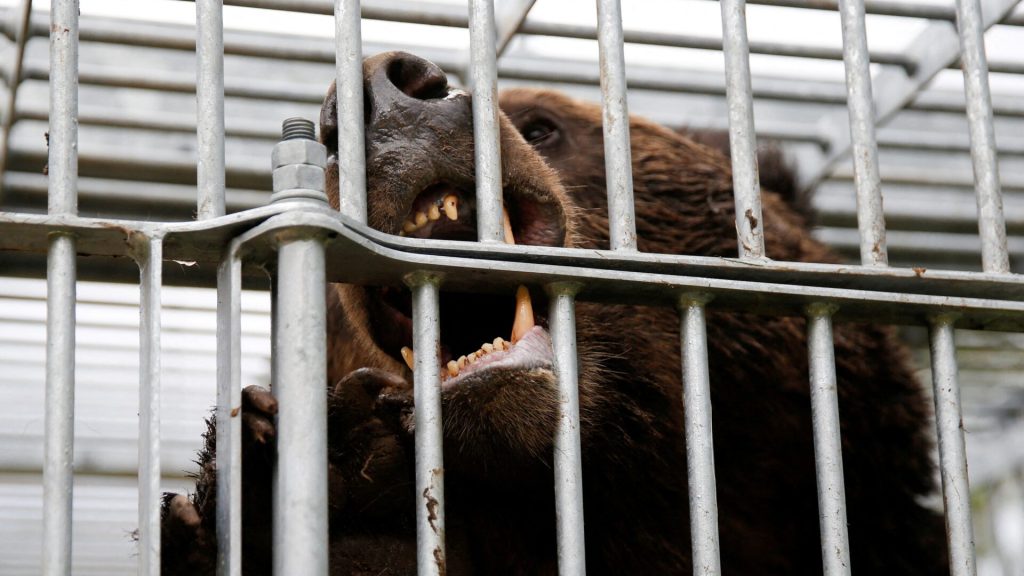 Επιθέσεις αρκούδων στη βόρεια Ιαπωνία: Στρατιωτική επιχείρηση για την προστασία των κατοίκων (βίντεο)