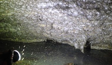 Ερευνητές εντόπισαν τον μεγαλύτερο ιστό αράχνης στον κόσμο σε σπήλαιο στα σύνορα Ελλάδας – Αλβανίας (φωτο)