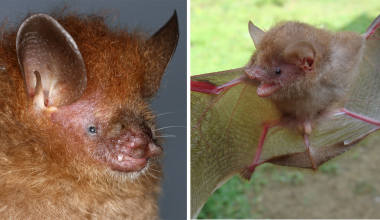 Ερευνητές στις Φιλιππίνες ανακάλυψαν έξι νέα είδη νυχτερίδων