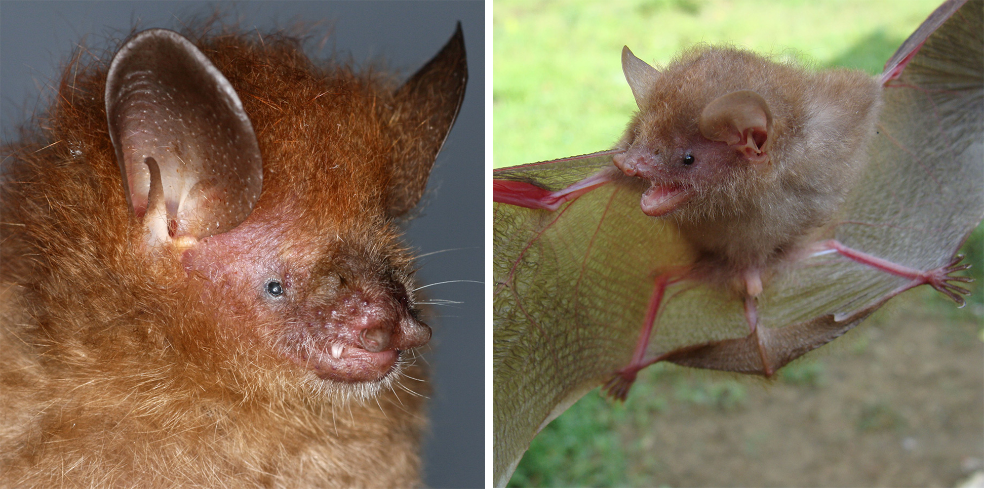 Ερευνητές στις Φιλιππίνες ανακάλυψαν έξι νέα είδη νυχτερίδων
