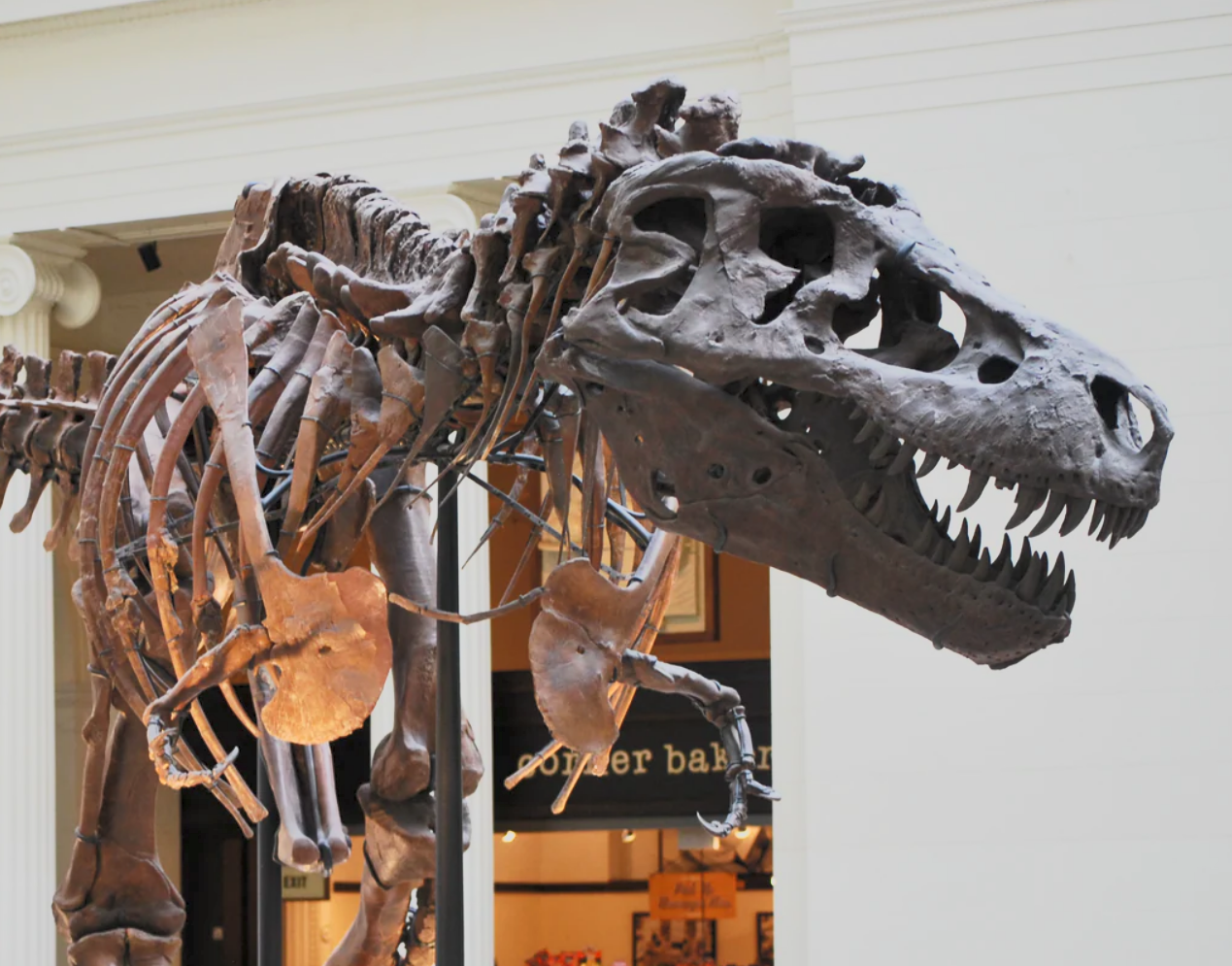 Βρετανία: Κατάσχεσαν οστά δεινοσαύρων εκατομμυρίων λιρών από Σιγκαπουριανό επιχειρηματία