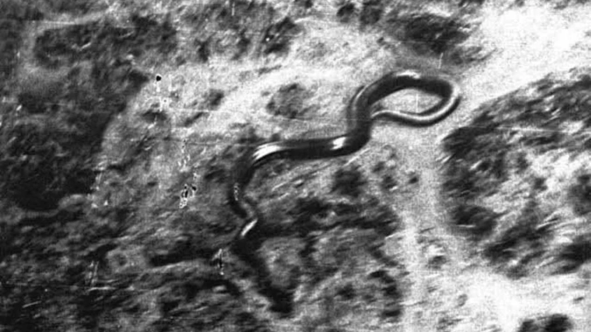 Πιλότος ισχυρίζεται ότι είδε γιγάντιο φίδι 15 μέτρων στο Κονγκό: «Έμοιαζε σαν τέρας» – Τι απαντούν οι επιστήμονες