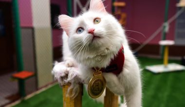 Τουρκία: Άνδρας υποχρεώθηκε σε διατροφή για… τις γάτες της πρώην συζύγου του