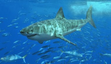 Εντοπίστηκε λευκός καρχαρίας 5 μέτρων ανοιχτά της Καρπάθου! (βίντεο)