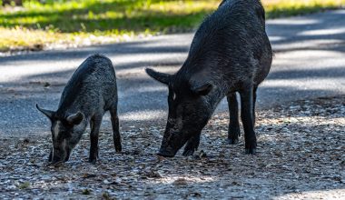 Αγριογούρουνα «έκοβαν» βόλτες στο προαύλιο του Ψυχιατρικού Νοσοκομείου στο Δαφνί (βίντεο)