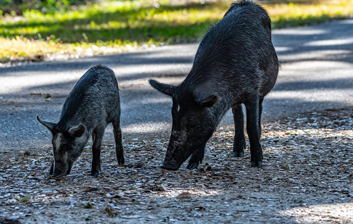 Αγριογούρουνα «έκοβαν» βόλτες στο προαύλιο του Ψυχιατρικού Νοσοκομείου στο Δαφνί (βίντεο)
