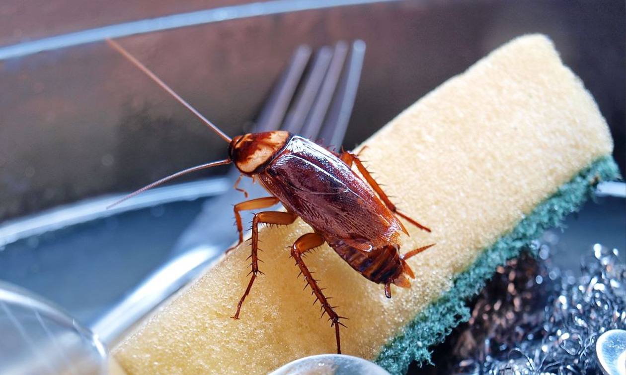 Νέα έρευνα: Δείτε πώς οι κατσαρίδες μολύνουν τον αέρα στους εσωτερικούς χώρους