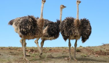 Καναδάς: Θα θανατωθούν περισσότερες από 300 στρουθοκάμηλοι που έχουν προσβληθεί από την γρίπη των πτηνών