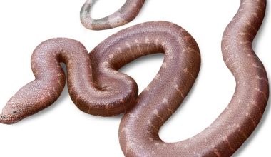 Παραδοξοφίδιο: Έλληνας παλαιοντολόγος ανακάλυψε νέο είδος φιδιού που έζησε πριν 37 εκατ. χρόνια (φώτο)