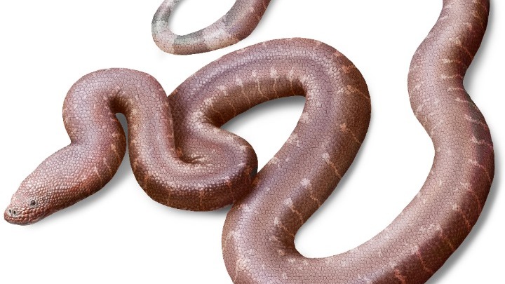 Παραδοξοφίδιο: Έλληνας παλαιοντολόγος ανακάλυψε νέο είδος φιδιού που έζησε πριν 37 εκατ. χρόνια (φώτο)