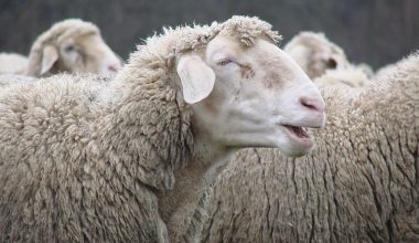 Βίντεο: Πρόβατο ταξίδεψε με… πάνα μέσα σε τρένο υψηλής ταχύτητας στην Πολωνία