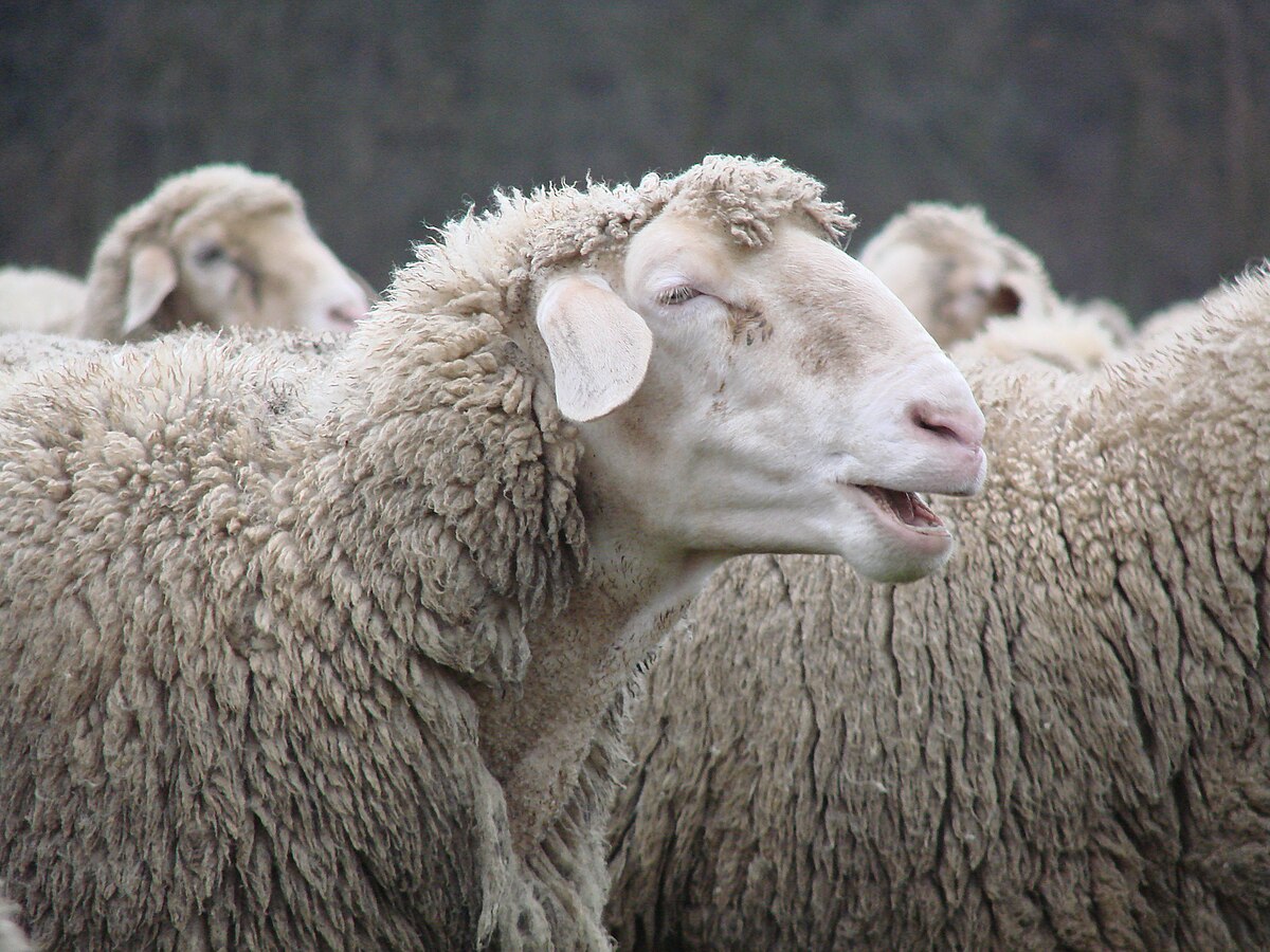 Βίντεο: Πρόβατο ταξίδεψε με… πάνα μέσα σε τρένο υψηλής ταχύτητας στην Πολωνία