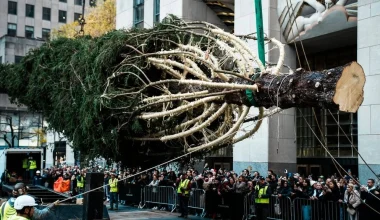 Προετοιμάζεται για τα Χριστούγεννα η Νέα Υόρκη: Έλατο ύψους 23 μέτρων «έφτασε» στο Ροκφέλερ (βίντεο)