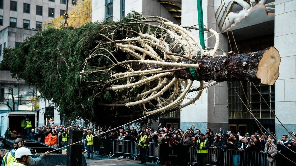 Προετοιμάζεται για τα Χριστούγεννα η Νέα Υόρκη: Έλατο ύψους 23 μέτρων «έφτασε» στο Ροκφέλερ (βίντεο)