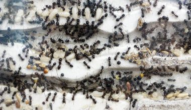 «Δεν μπορώ να ζήσω άλλο μαζί τους»: Γυναίκα αυτοκτόνησε στην Ινδία επειδή φοβόταν τα… μυρμήγκια