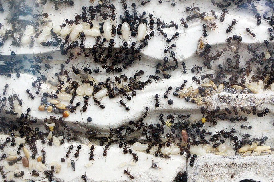 «Δεν μπορώ να ζήσω άλλο μαζί τους»: Γυναίκα αυτοκτόνησε στην Ινδία επειδή φοβόταν τα… μυρμήγκια