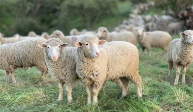 Έρχονται στην Αθήνα την Τρίτη οι κτηνοτρόφοι από όλη την χώρα – Τι ζητούν και με ποιους θα συναντηθούν