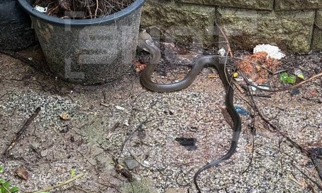 Αναστάτωση σε ξενοδοχείο της Ταϊλάνδης: Ρώσοι τουρίστες εντόπισαν βασιλική κόμπρα (φωτο)