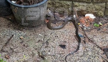 Αναστάτωση σε ξενοδοχείο της Ταϊλάνδης: Ρώσοι τουρίστες εντόπισαν βασιλική κόμπρα (φωτο)