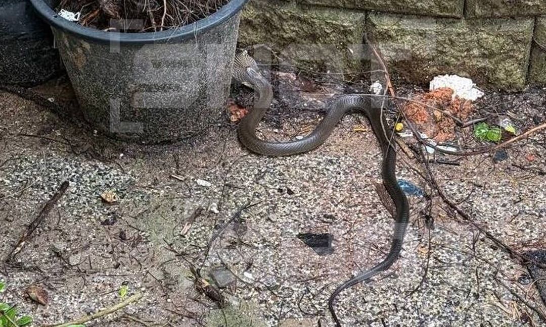 Αναστάτωση σε ξενοδοχείο της Ταϊλάνδης: Ρώσοι τουρίστες εντόπισαν βασιλική κόμπρα (φωτο)