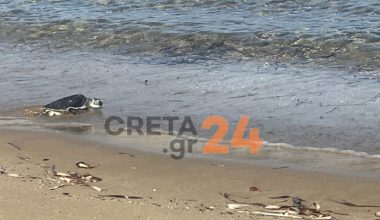 Ναυσικά: Μετά από τέσσερα χρόνια ειδικής θεραπείας η θαλάσσια χελώνα επέστρεψε στο περιβάλλον της (φωτο)