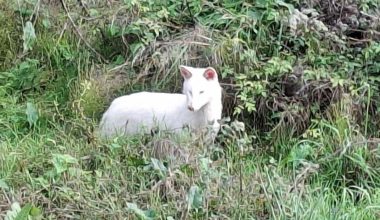 Μεσσηνία: Σπάνιο λευκό τσακάλι «πιάστηκε» από κάμερα στην περιοχή της Τριφυλίας – Δείτε εικόνες