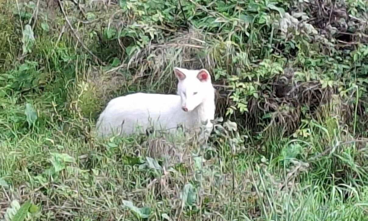 Μεσσηνία: Σπάνιο λευκό τσακάλι «πιάστηκε» από κάμερα στην περιοχή της Τριφυλίας – Δείτε εικόνες